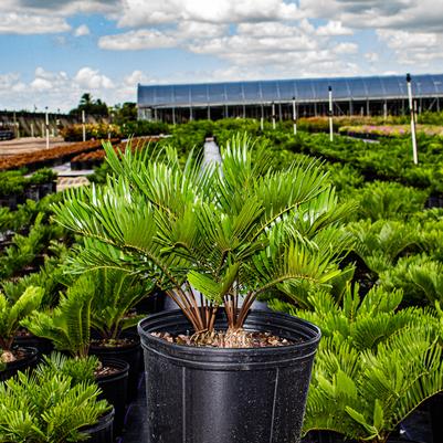 Zamia 'Coontie Palm'